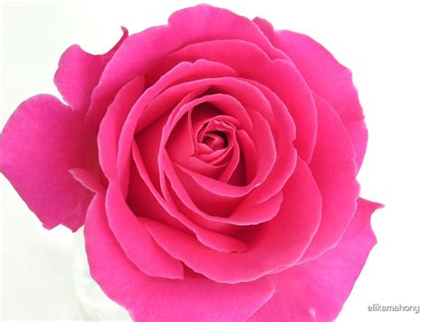 Vibrant Pink Rose By Elikamahony Redbubble