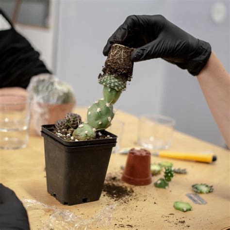 Does anyone know if it's ok to pot multiple succulents into one larger pot? Introduction to grafting cacti - Mediamatic