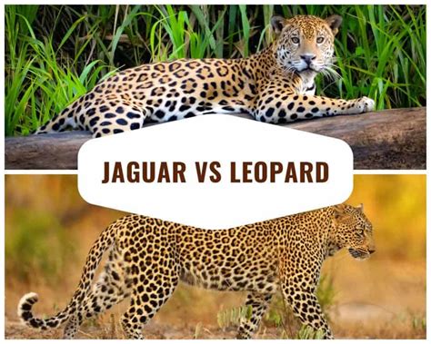 Jaguar Vs Leopard Top 12 Key Differences And Comparisons