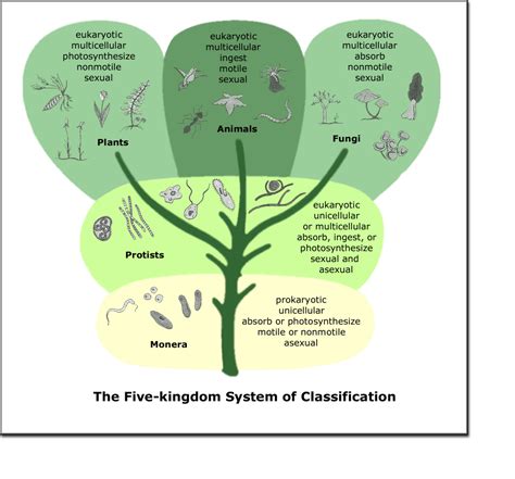 Whittaker System Of Classification Learn Five Kingdom Classification