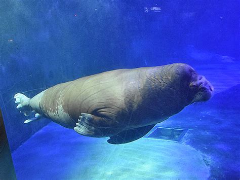 Odobenus Rosmarus Divergens Pacific Walrus In Zoos