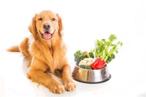 Can Dogs Eat Broccoli Here Is What You Should Know