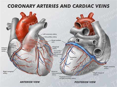 The feynman diagram represents the simpl. Coronary Arteries and Cardiac Veins - Order