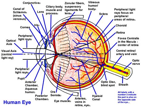 Eyeball Diagram For Kids General Wiring Diagram
