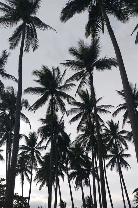 1000 Amazing Palm Tree Photos · Pexels · Free Stock Photos Palm