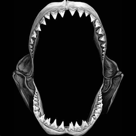 Shark Jaw T Shirt By Pirrokoci Design By Humans Shark Tattoos Surf