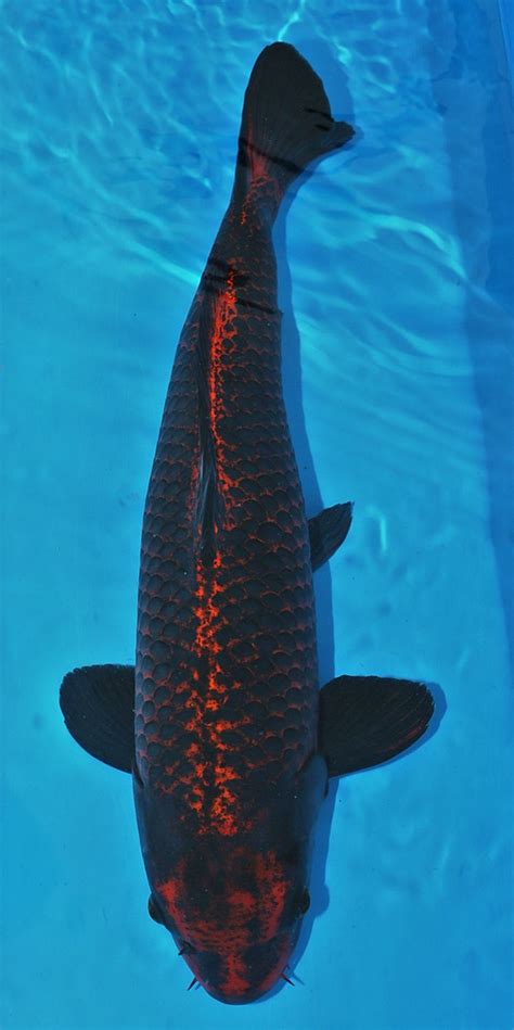 Curo Matsuba Ippinya 60cm Male Koi Carp Fish Koi Betta Koi Fish