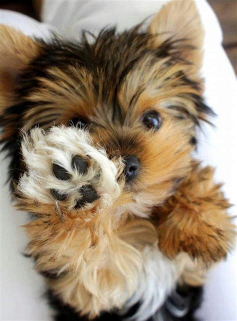1000 Images About Cute Yorkies
