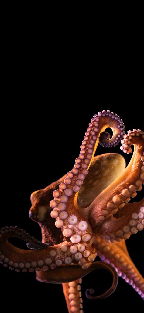 Discover More Than 56 Octopus Iphone Wallpaper Incdgdbentre