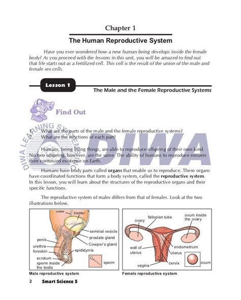 The Female Reproductive System Worksheet Female Reproductive System