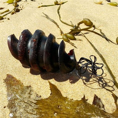 Ovo De Tubarão Espiral