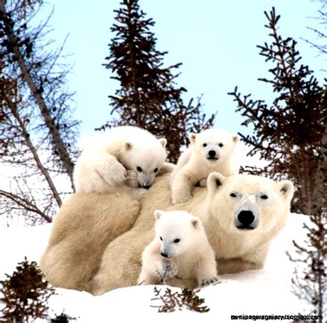 Baby Polar Bears Playing In Snow Wallpapers Gallery