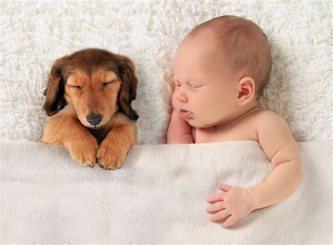 Children And Pets Is It Possible To Live Together