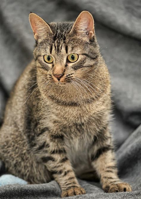 Brown Tabby European Shorthair Cat Stock Image Image Of Ferral Furry