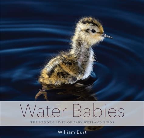 Review Water Babies The Hidden Lives Of Baby Wetland Birds