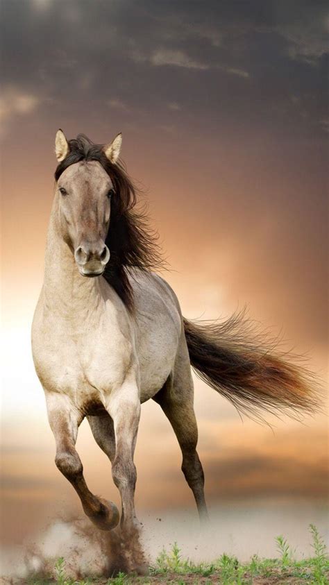 Horse Phone Screensaver Wallpapers Wallpaper Cave