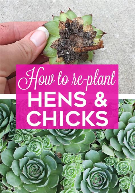 How To Re Plant Hens And Chicks Succulent Garden Diy Succulents