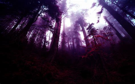 1680x1050 Forest Fantasy Art Photo Manipulation Purple Trees Mist 