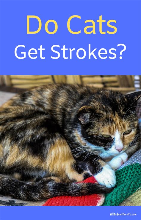The vet will also grade the intensity of the heart murmurs while listening with the stethoscope. What Are The Signs Of Stroke In Cats And How Is It Treated ...