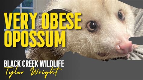 Enormous Opossum Meet Piper The 16lb Fuzzy Possum In Need Of A Diet