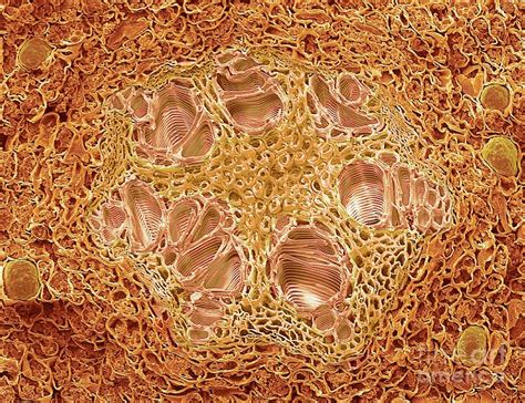 Monocotyledon Root Vascular Bundle Photograph By Steve Gschmeissner