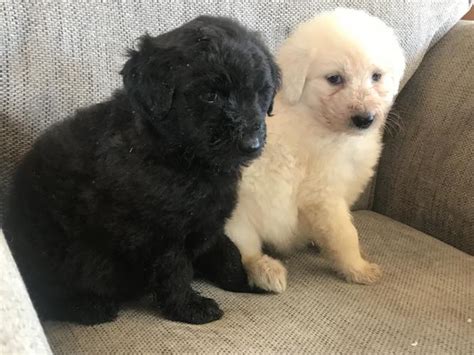 Beautiful Shepherd X Poodles For Sale In Doncaster Southyorkshire Preloved