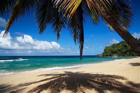 Calm Palm On Caribbean Beach With White Sand Stock Photo Image Of