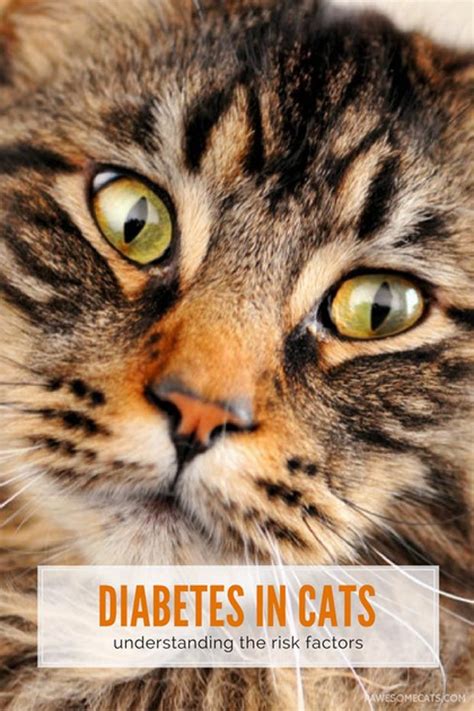 Feline Diabetes Understanding The Warning Signs And Symptoms Cat