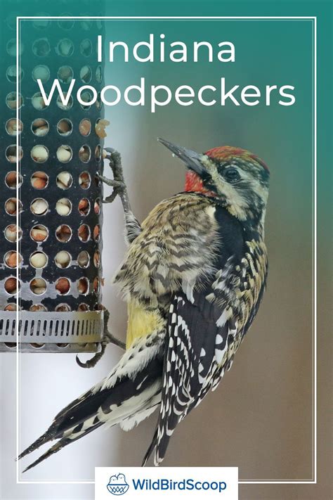7 Most Stunning Woodpeckers In Indiana To Look For In 2021 Woodpecker