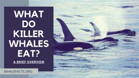 What Do Killer Whales Eat A Brief Overview Whale Facts