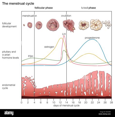 The Cyclical Changes That Occur During The Normal Menstrual Cycle In