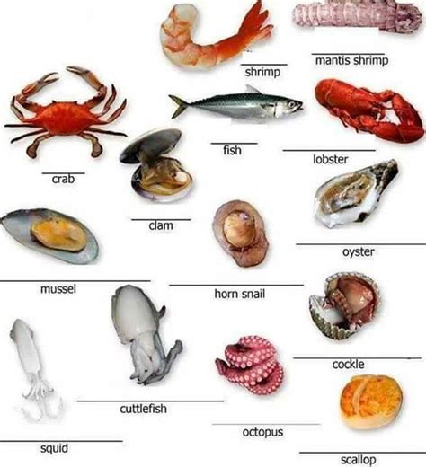 Frutos Do Mar Em Ingles