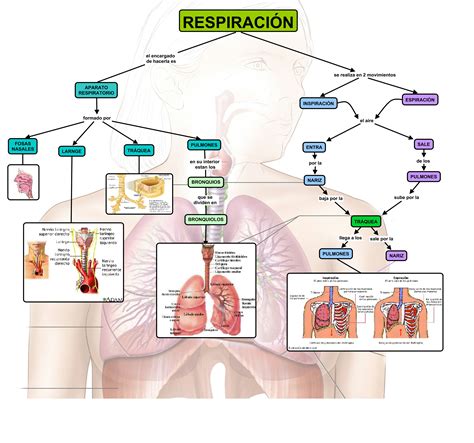 Cuadros sinópticos sobre el aparato respiratorio humano Intercambio de