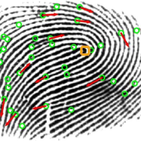 Fingerprint For Generating The Exact Minutiae Points Download