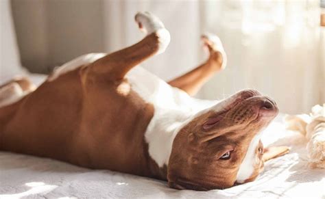 Why Do Dogs Roll On Their Backs And How To Stop It