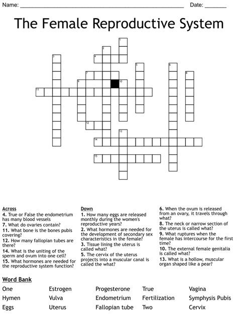 The Female Reproductive System Crossword Wordmint