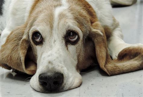 This breed started to become popular in the 1800's and made it's way over to america. Marty The Basset Hound | Dogs, Basset hound, Hound dog