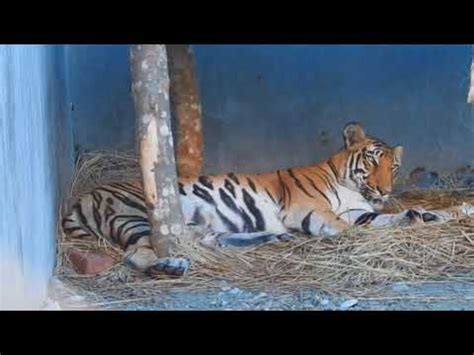 Royal Bengal Tigress Gives Birth To Three Cubs In Eastern Indian Safari