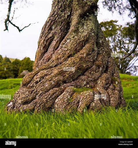 Twisted Tree Trunk Stock Photo Alamy