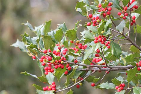 American Holly Plant Care And Growing Guide