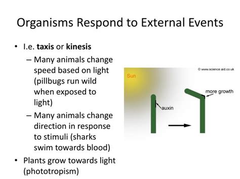 7 external stimuli external stimuli is anything in a plants environment that will cause it to physically react external stimuli include temperature sunlight being touched chemicals gravity water. PPT - 2.D: Growth and dynamic homeostasis are influenced ...