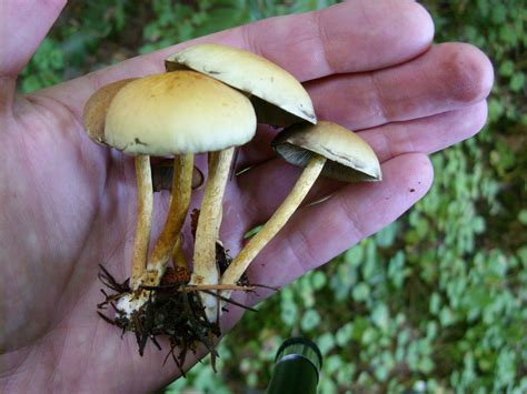 Id Request For Different Purple Spore Print Mushroom Mushroom Hunting
