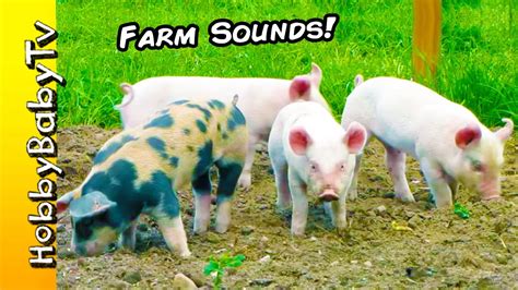 Farm Animals Real Barnyard Pets Sounds Learning Fun With Hobbybabytv