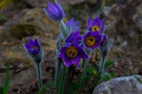 Maybe you would like to learn more about one of these? flowers, Purple, Bees Wallpapers HD / Desktop and Mobile ...