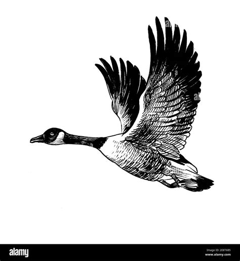 Flying Canadian Wild Goose Bird Ink Black And White Drawing Stock