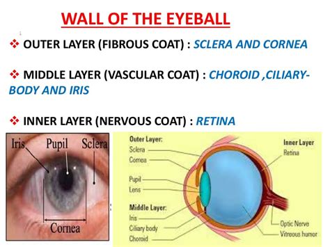 Anatomy Of Eye Ppt