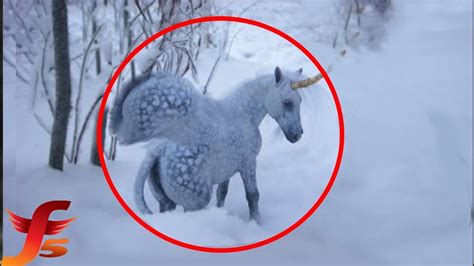 Top 7 Pegasus Caught On Camera And Spotted In Real Life Youtube