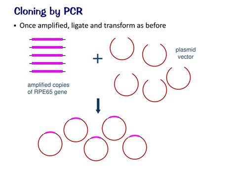 Ppt Cloning By Pcr Powerpoint Presentation Free Download Id2164234
