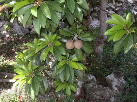 Manilkara Sapota Sapotaceae Image 1280 At