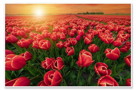 Sunset Over Red Tulips Field Print By George Pachantouris Posterlounge